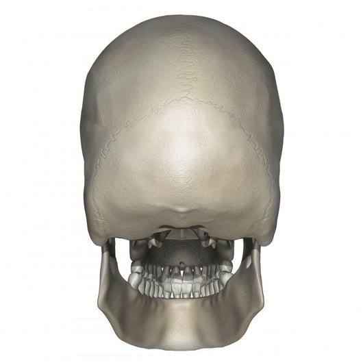 Posterior Human Skull Anatomy Wall Decal