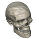 Three Quarters Human Skull Wall Decal