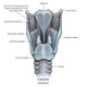 Posterior Larynx Anatomy with Wall Decal