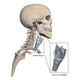 Lateral Larynx and Skeletal Wall Decal