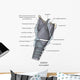 Mid-sagittal Larynx Anatomy with Wall Decal