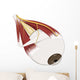 Left Supramedial Eye Anatomy Illustration Wall Decal