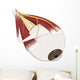 Left Supramedial Eye Anatomy Illustration Wall Decal