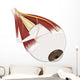 Left Supramedial Eye Anatomy Illustration Wall Decal