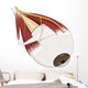 Left Supramedial Eye Anatomy Illustration Wall Decal