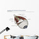 Left Supramedial Eye Anatomy Labeled Wall Decal