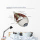 Left Supramedial Eye Anatomy Labeled Wall Decal