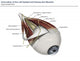Left Supramedial Eye Anatomy Labeled Wall Decal