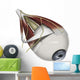 Left Supramedial Eye Anatomy Wall Decal
