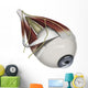 Left Supramedial Eye Anatomy Wall Decal