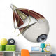Left Supramedial Eye Anatomy Wall Decal