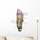 3D Model Foot Bones Labeled Wall Decal