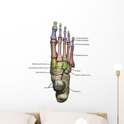 3D Model Foot Bones Labeled Wall Decal shown on a wall