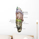 3D Model Foot Bones Labeled Wall Decal
