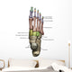 3D Model Foot Bones Labeled Wall Decal
