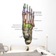 3D Model Foot Bones Labeled Wall Decal
