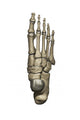 3D Model Foot Bones Wall Decal