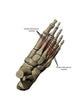 3D Model Foot Small Muscles Labeled Wall Decal