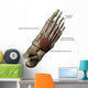 Human Foot Showing Dorsal Wall Decal