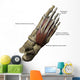 Human Foot Showing Dorsal Wall Decal