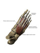Human Foot Showing Dorsal Wall Decal