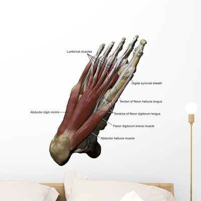3D Model Foot Sole Muscles 2 Labeled Wall Decal shown on a wall