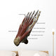 3D Model Foot Sole Muscles 2 Labeled Wall Decal