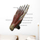3D Model Foot Sole Muscles 2 Labeled Wall Decal