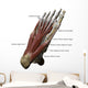 3D Model Foot Sole Muscles 2 Labeled Wall Decal