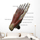 3D Model Foot Sole Muscles 2 Labeled Wall Decal