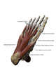 3D Model Foot Sole Muscles 2 Labeled Wall Decal