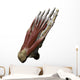 3D Model Foot Sole Muscles 2 Wall Decal