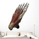 3D Model Foot Sole Muscles 2 Wall Decal
