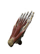3D Model Foot Sole Muscles 2 Wall Decal