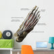 3D Model Foot Top Muscles 1 Labeled Wall Decal