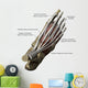 3D Model Foot Top Muscles 1 Labeled Wall Decal