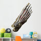 3D Model Foot Top Muscles 1 Wall Decal