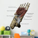 Human Foot Depicting Plantar Labeled Wall Decal