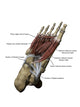 Human Foot Depicting Plantar Labeled Wall Decal