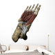 Human Foot Depicting Plantar Wall Decal