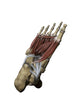 Human Foot Depicting Plantar Wall Decal
