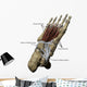 3D Model Foot Sole Tendons Labeled Wall Decal
