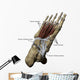 3D Model Foot Sole Tendons Labeled Wall Decal