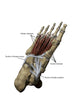 3D Model Foot Sole Tendons Labeled Wall Decal