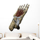 3D Model Foot Sole Tendons Wall Decal