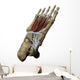 3D Model Foot Sole Tendons Wall Decal