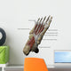3D Model Foot Sole Muscles 1 Labeled Wall Decal
