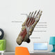 3D Model Foot Sole Muscles 1 Labeled Wall Decal