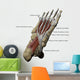 3D Model Foot Sole Muscles 1 Labeled Wall Decal