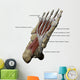3D Model Foot Sole Muscles 1 Labeled Wall Decal